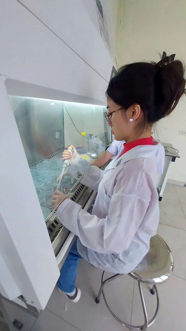 Predictive Modelling and Experimental Validation of Bacterial Cellulose Production in SCOBY Cultures under Variable Sucrose Concentrations and Culture Surface Areas image 3